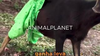 As aventuras de Cleitinho Fubá ????????????