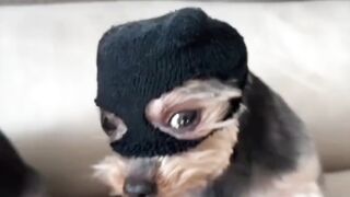 Chicó fura olho é descoberto!! ????????????