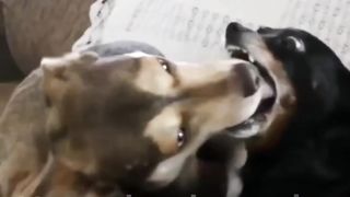 Não tá fácil pra ninguém kkkk