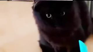 Don't Laugh Animal ????????