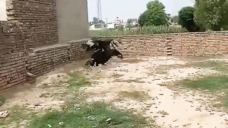 Shaheen flying