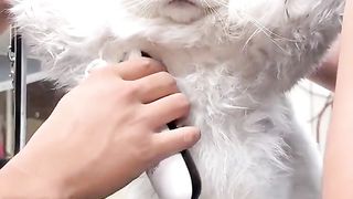 The cat is shocked by what is happening