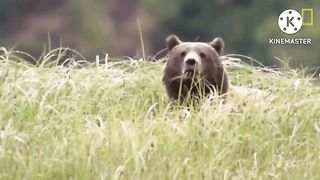 الأسد الإفريقي ضد الغوريلا غوريلا lion vs  gorilla