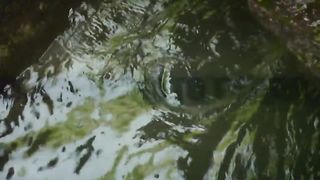 ДЯВОЛСКОТО ГЪРЛО