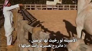 الفرس من الفارس