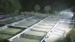 Ikan lele MATI 1-5 ekor setiap hari❗Apa penyebabnya❓ Bagaimana cara mengatasinya