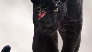 The photographer's meeting with the wounded panther two years later