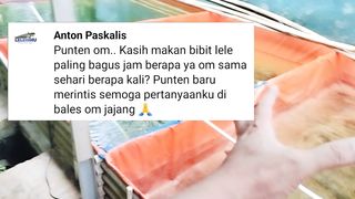Kapan waktu terbaik ngasih MAKAN lele❓Berapa kali sehari❓ Berikut penjelasannya