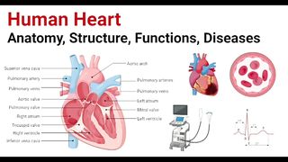 Human Heart Anatomy