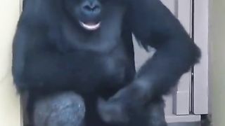 Dancing monkey