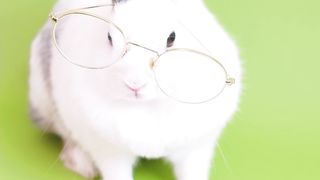 Kelinci lucu