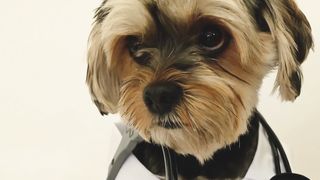 cutie dogs