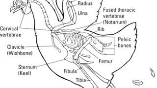 Hen Anatomy