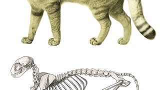Cat Anatomy