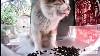 Mr. Silly Billy????: The New Silliest Cat