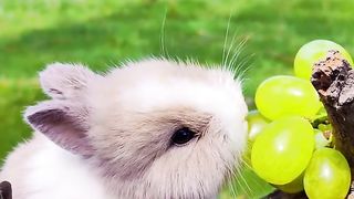 Cutie