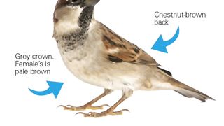 House Sparrow