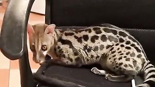 Genetta as a pet