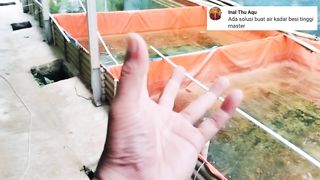 Solusi untuk air berkadar BESI tinggi❗Sabar prosesnya daripada ikan kalian MATI kena penyakit KARAT