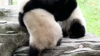 Amazing skills nice funny animal