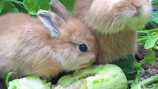Cute rabbits