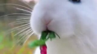 Very beautiful eyes