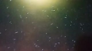 Sejak LARVA dibikin jarang, jangan PADAT, agar larva lele cepat BESAR