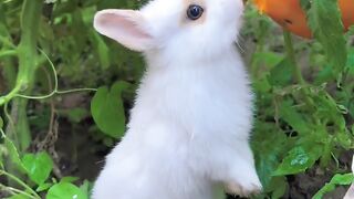 Baby, baby cute baby ????