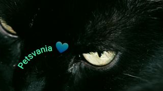Watch this lovely cute cats ???????????????????????????????? #cats #Animals #pets #cats