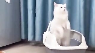 An emergency in the cat's toilet