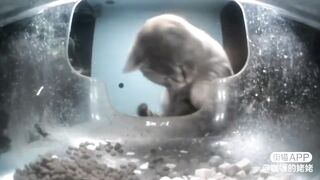 Miss Cutie Patootie ????: The New Cutest & Roundest Cat | Part-2