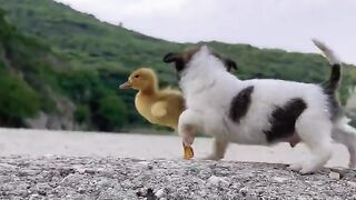 Such a funny puppy????????