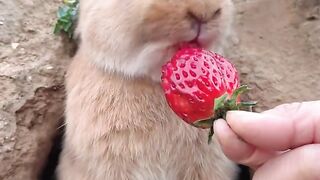 Such a hungry rabbit