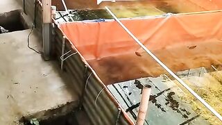 Kolam saya masih BAU padahal rajin buang AMONIA dan melakukan GANTI AIR