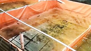 Cara merawat LARVA LELE dari menetas tanpa CACING SUTERA❗Ada yang pernah❓ Bagaimana hasilnya