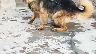 Dogs.