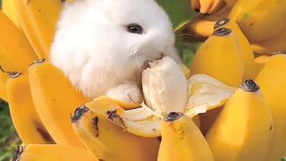 Banana bunny