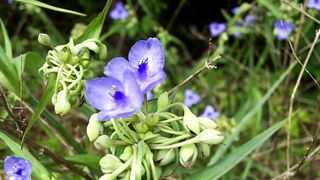 زهور. جميله وغريبه Beautiful flowers
