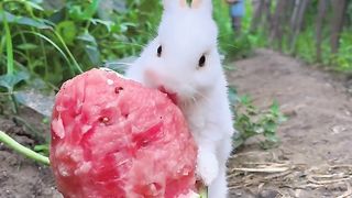 Bunny, bunny, bunny