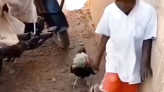 Un gallo ???? Picotea a este niño y lo persigue
