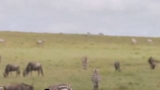 Journey to the Majestic Serengeti: Witnessing the Great Migration