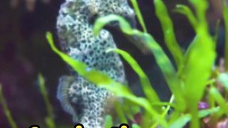 Tiny Titans: The 3 Smallest Sea Creatures