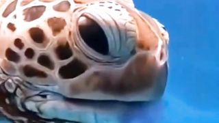 Berburu di dasar laut yang dalam ????????????