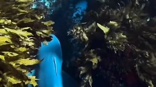 Hiu terdampar di terumbu karang ????????????