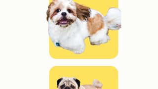 Can you quess Dogs ?