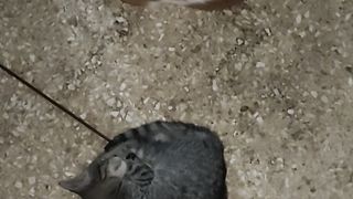 Two Cute Cats Sleeping