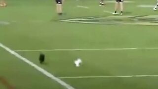 When The Manager, Fan, Cat Scores a Goal