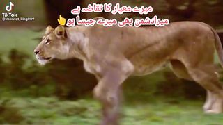 Hunting of buffalo by lion#jungle