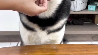 Dog lover