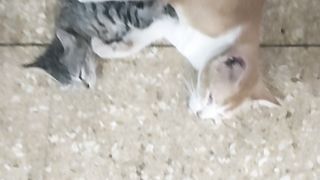 Two Cute Cats Hugging Each Other!!! Love It!!!